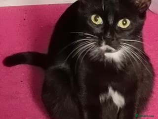 Bombay cats bombay - Advert 18