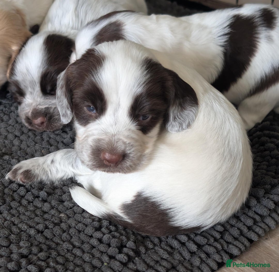 Cocker Spaniel dogs for sale: 2 x BOYS - KC Reg Working Cocker Spaniels - Image 15