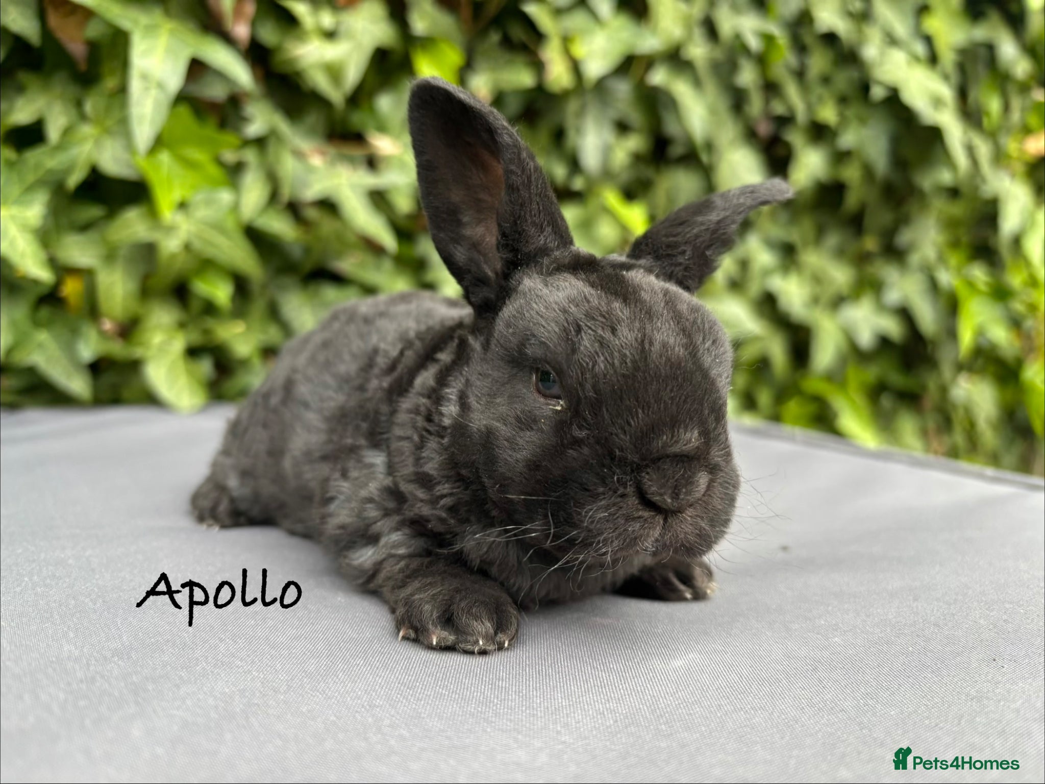 Mini Lop rabbits Pure bred Mini Plush Lops - Advert 13