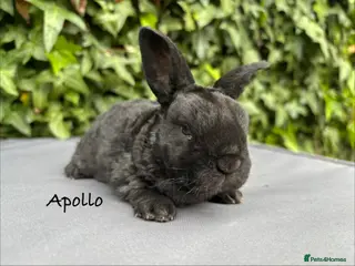 Mini Lop rabbits Pure bred Mini Plush Lops - Advert 3