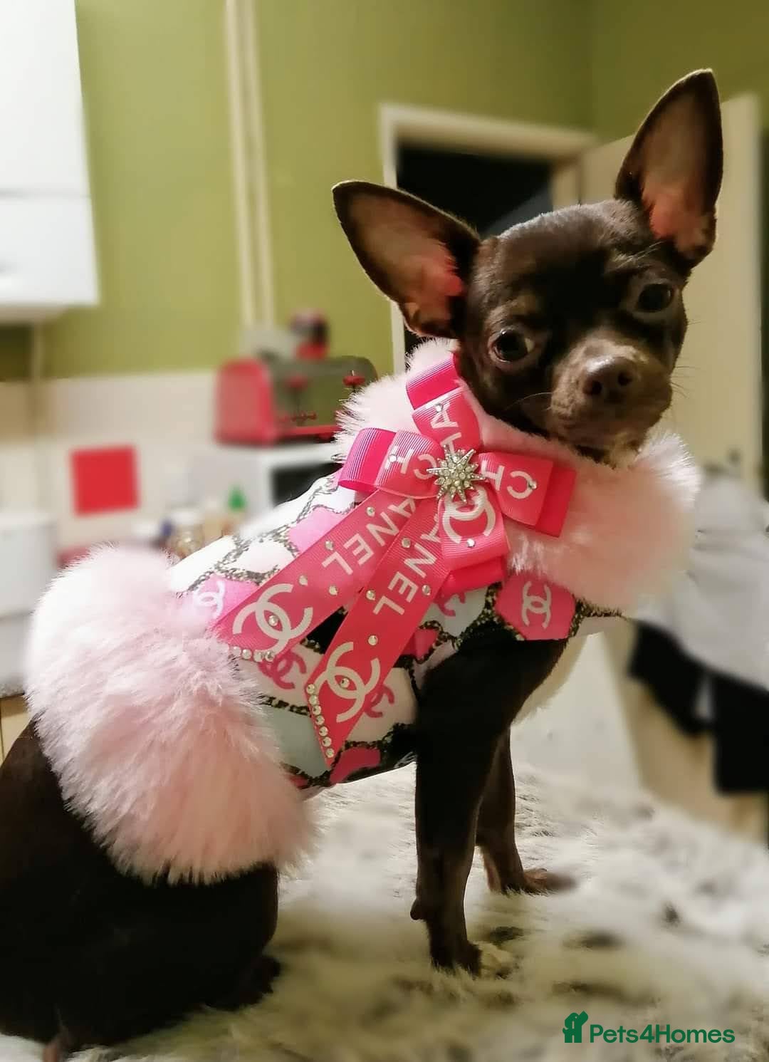 Chihuahua dogs Forever home needed  - Advert 6
