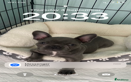 French Bulldog dogs for sale: Stunning Blue French bulldog  - Image 9