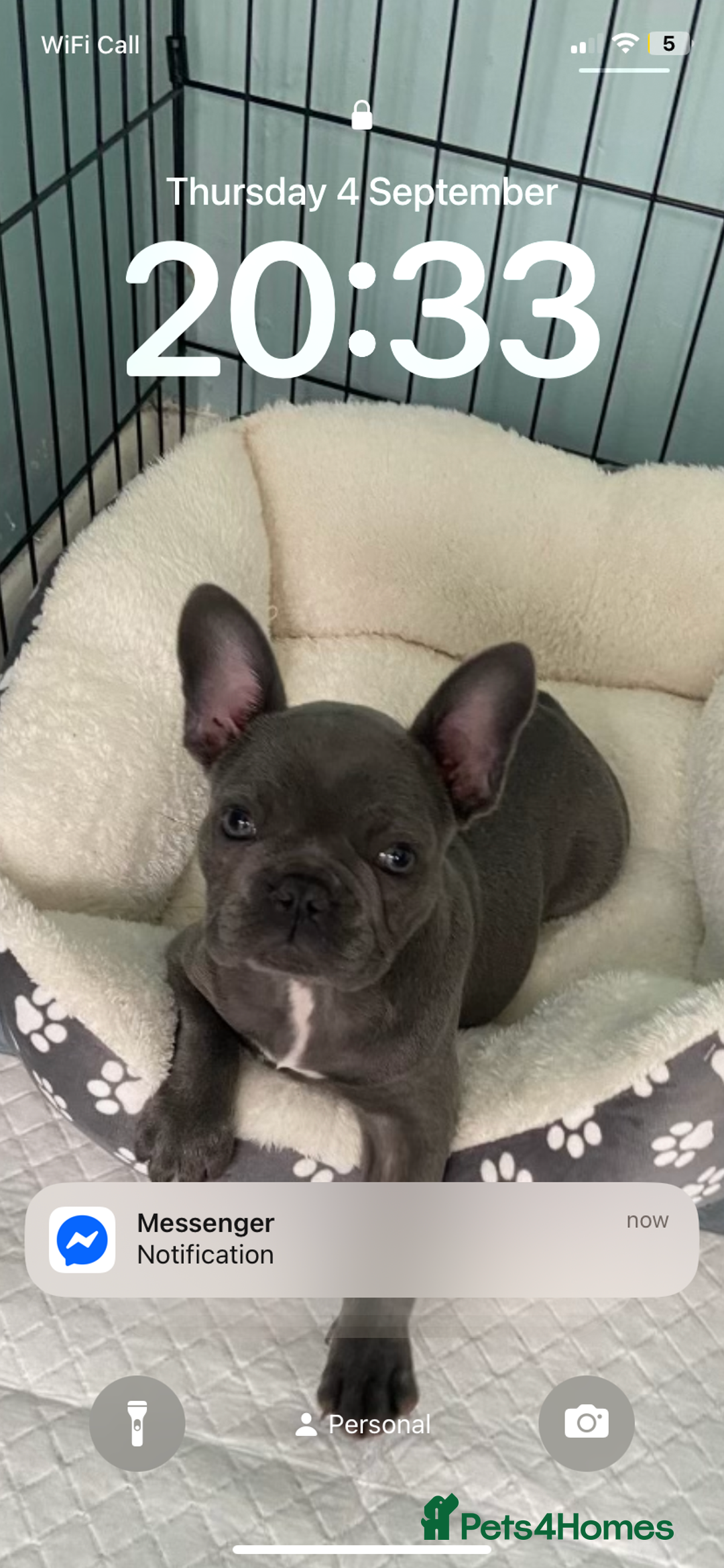 French Bulldog dogs for sale: Stunning Blue French bulldog  - Image 9
