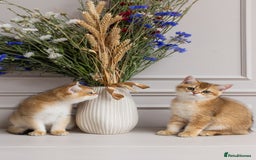 British Shorthair cats for sale: Ready now gorgeus Golden British SH male kitten - Image 16