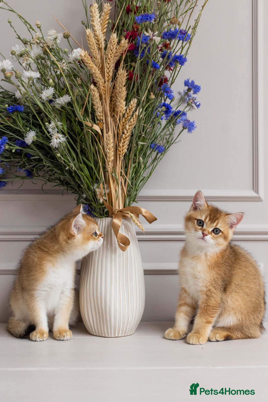 British Shorthair cats for sale: Ready now gorgeus Golden British SH male kitten - Image 16