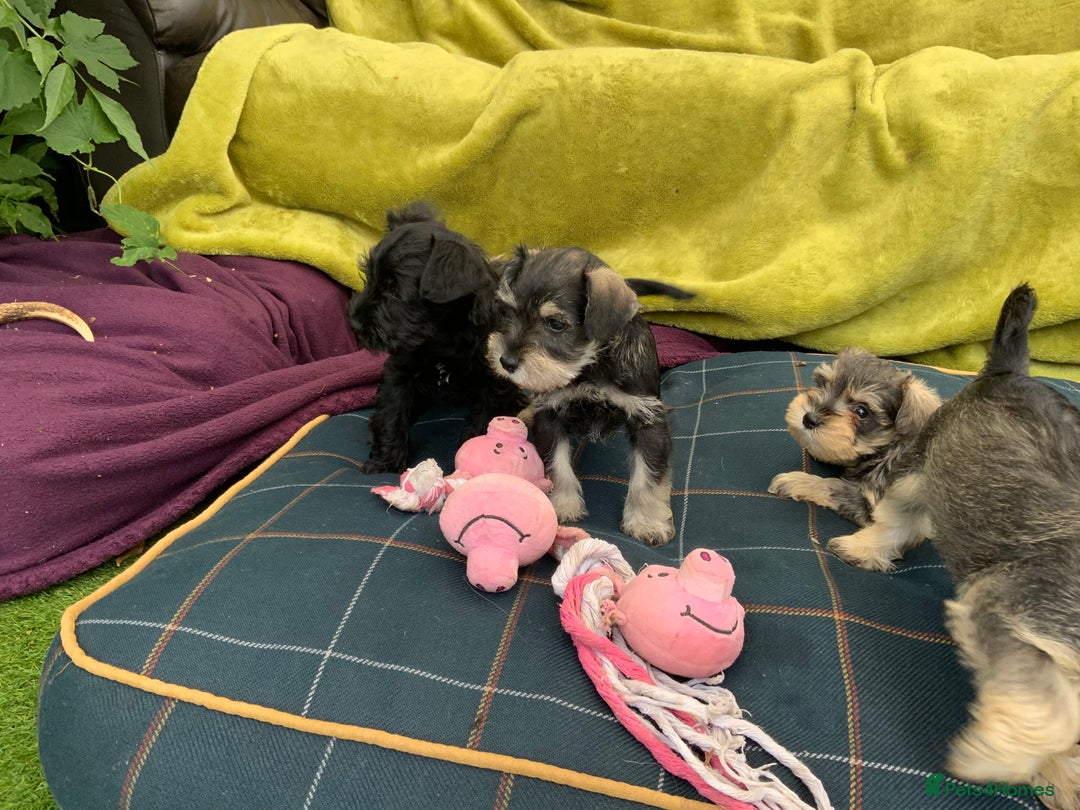 Miniature Schnauzer dogs for sale: Happy healthy miniature Schauzer puppies - Image 12