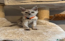 Maine Coon cats for sale: Stunning Maine Coon girls  - Image 7