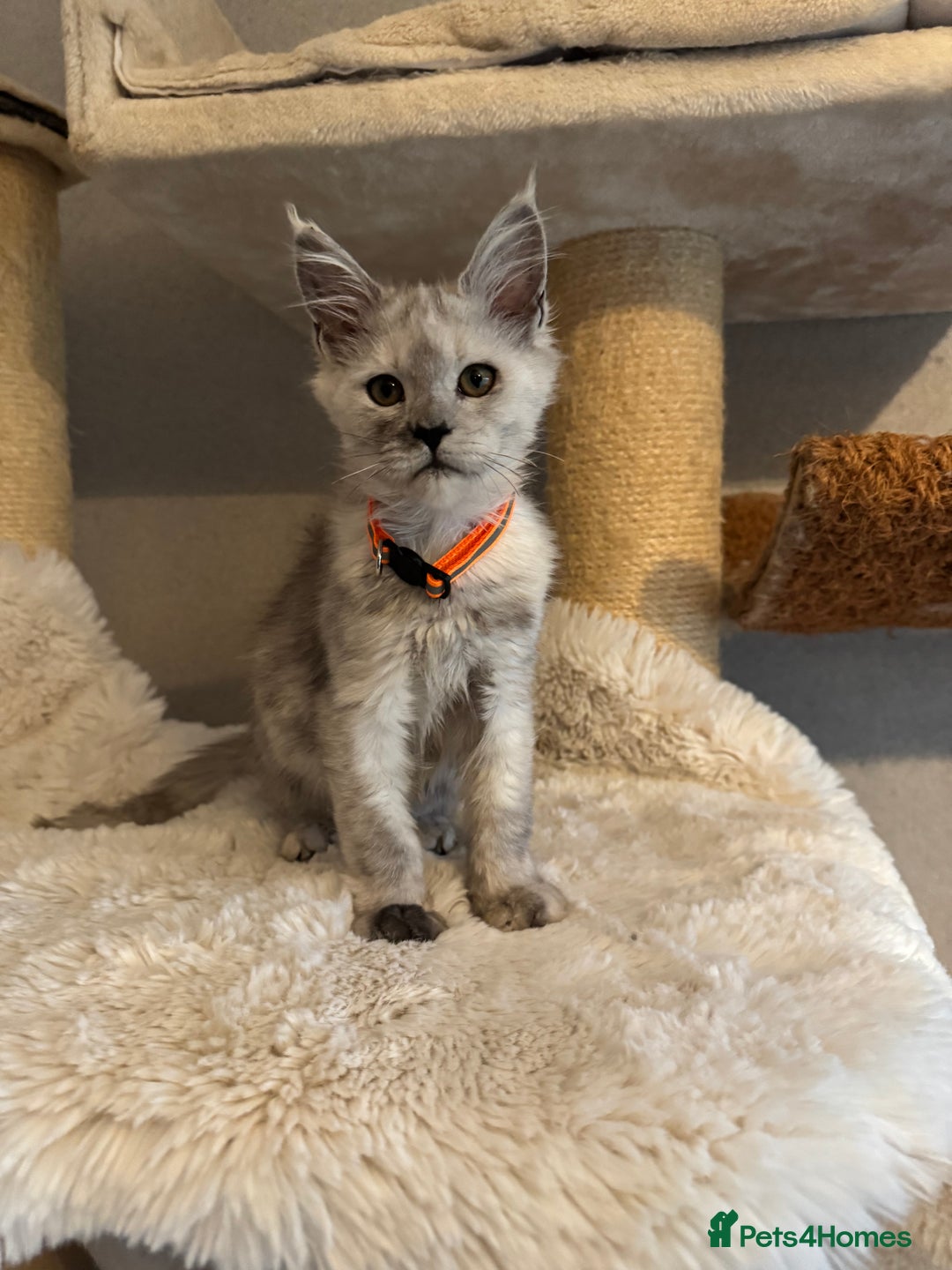 Maine Coon cats for sale: Stunning Maine Coon girls  - Image 7