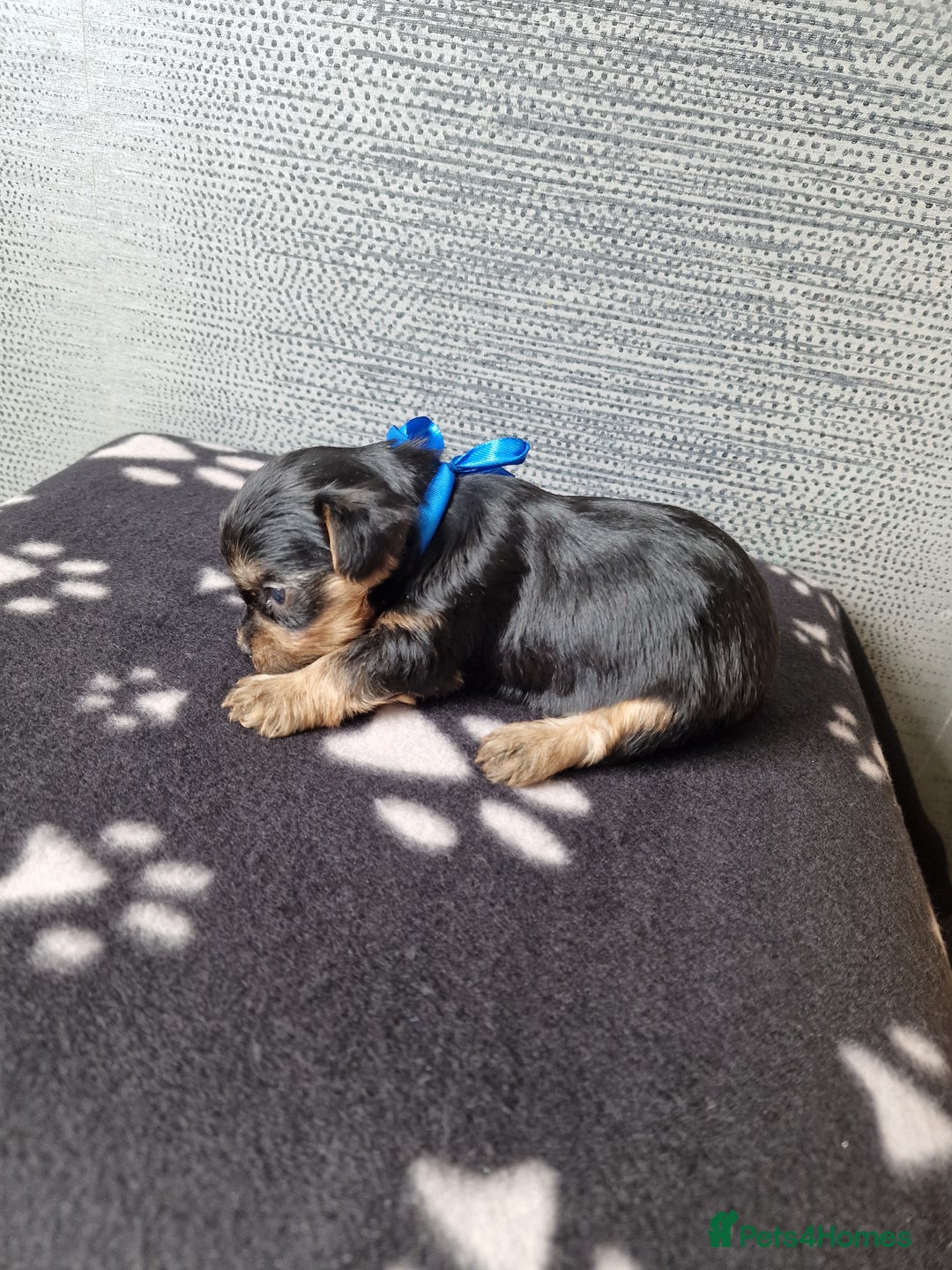 Yorkshire Terrier dogs for sale: Yorkshire terrier puppy's  - Image 5