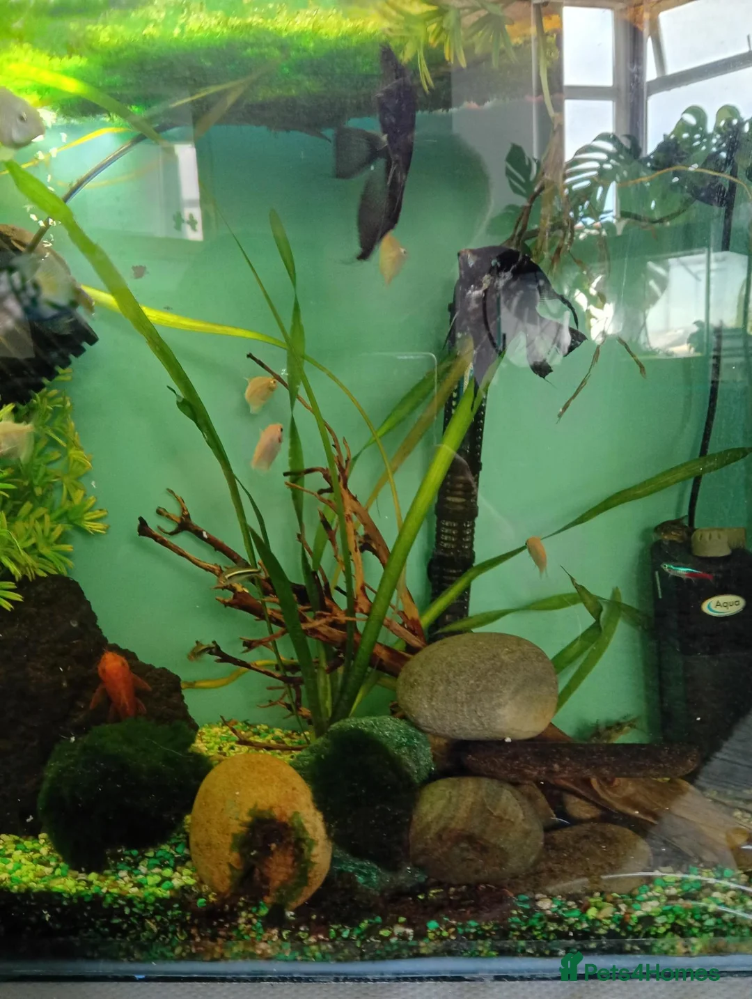Corys fish for sale: Fish and tank - Advert 3