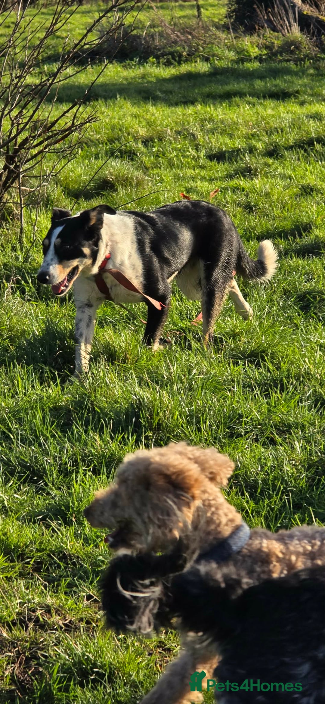 Mixed Breed dogs for adoption: TOMMY - Advert 13