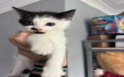 British Shorthair cats for sale: Kittens for sale  - Image 1