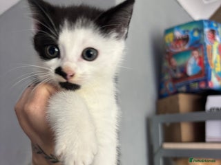 British Shorthair cats - Advert 3