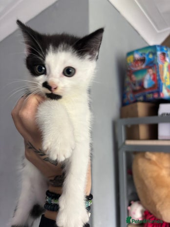 British Shorthair cats - Advert 2