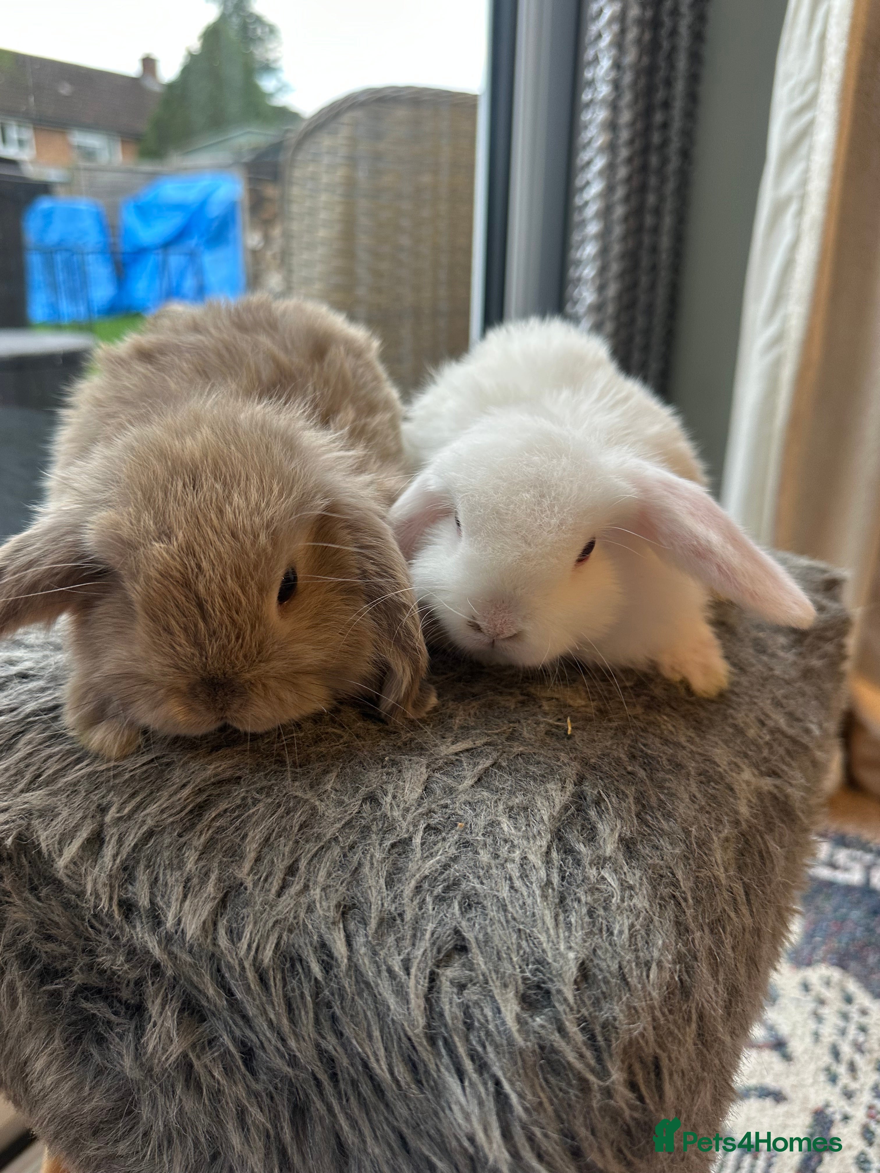Mini Lop rabbits Lovely pair of mini lops. - Advert 19