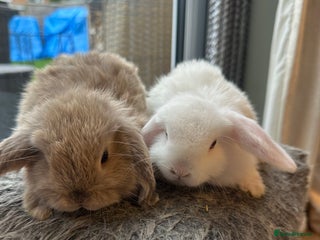 Mini Lop rabbits Lovely pair of mini lops. - Advert 18