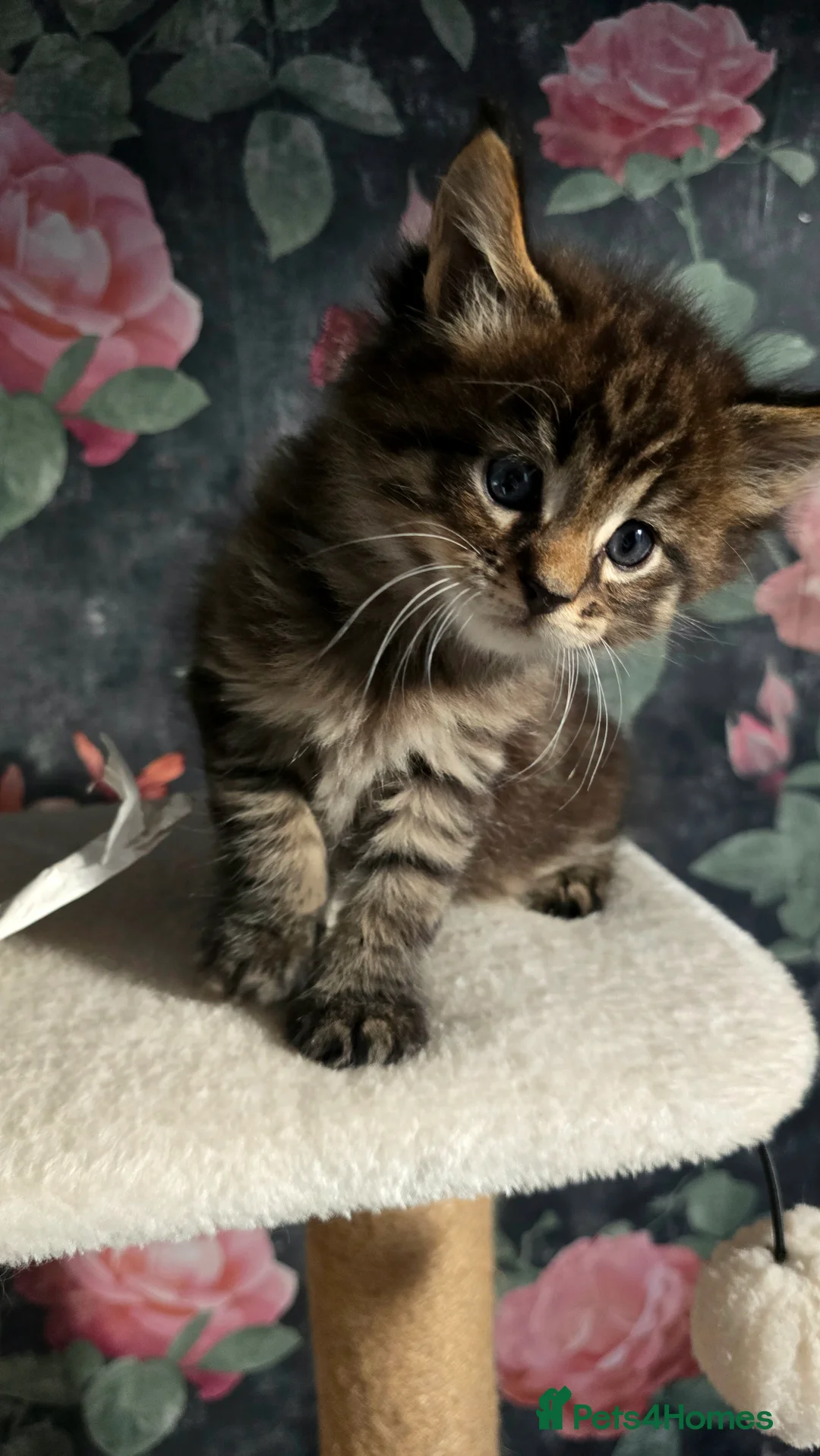 Maine Coon cats for sale: Stunning Maine coons  - Advert 11