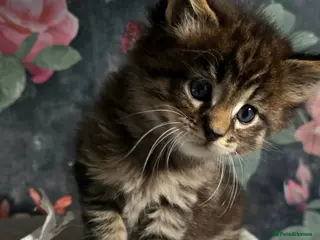 Maine Coon cats Pick of litter - now available - Advert 8