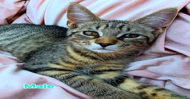 Mixed Breed cats - Advert 5