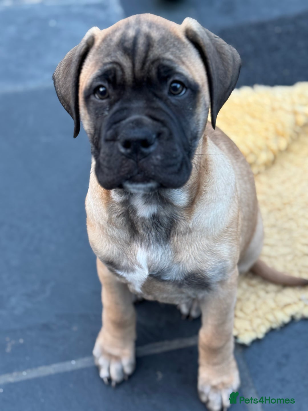 Bullmastiff dogs for sale: Beautiful Pedigree Puppies - Advert 29