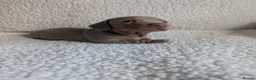 Miniature Dachshund dogs for sale: 🐾 KC Registered Top Quality Miniature Dachunds 🐾 - Advert 4