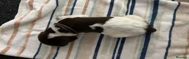 German Shorthaired Pointer 3