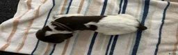 German Shorthaired Pointer dogs for sale: KC Registered German Shorthaired pointer puppies  - Advert 10