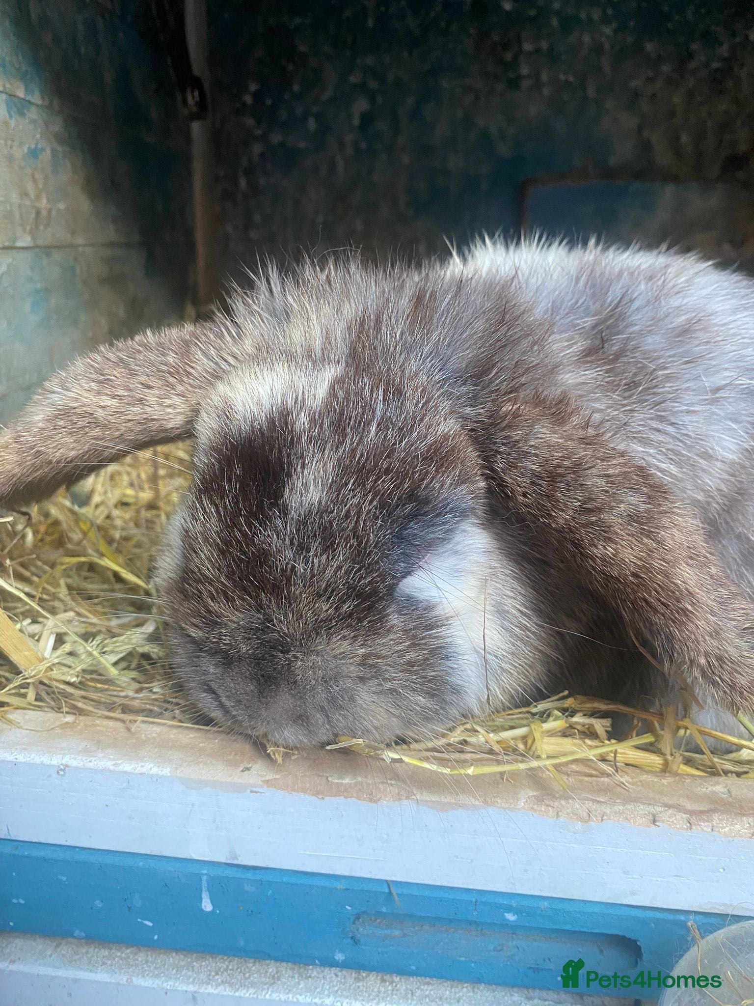 Mixed Breed rabbits Two male rabbits  - Advert 1