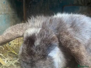 Mixed Breed rabbits Two male rabbits - Advert 1