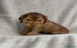 Cocker Spaniel dogs for sale: KC HEALTH TESTED SHOW COCKER SPANIELS - Image 7