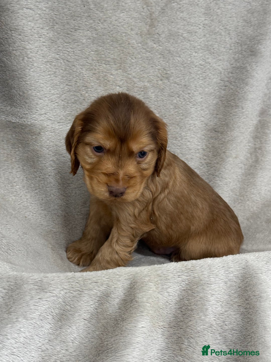 Cocker Spaniel dogs for sale: KC HEALTH TESTED SHOW COCKER SPANIELS - Image 7
