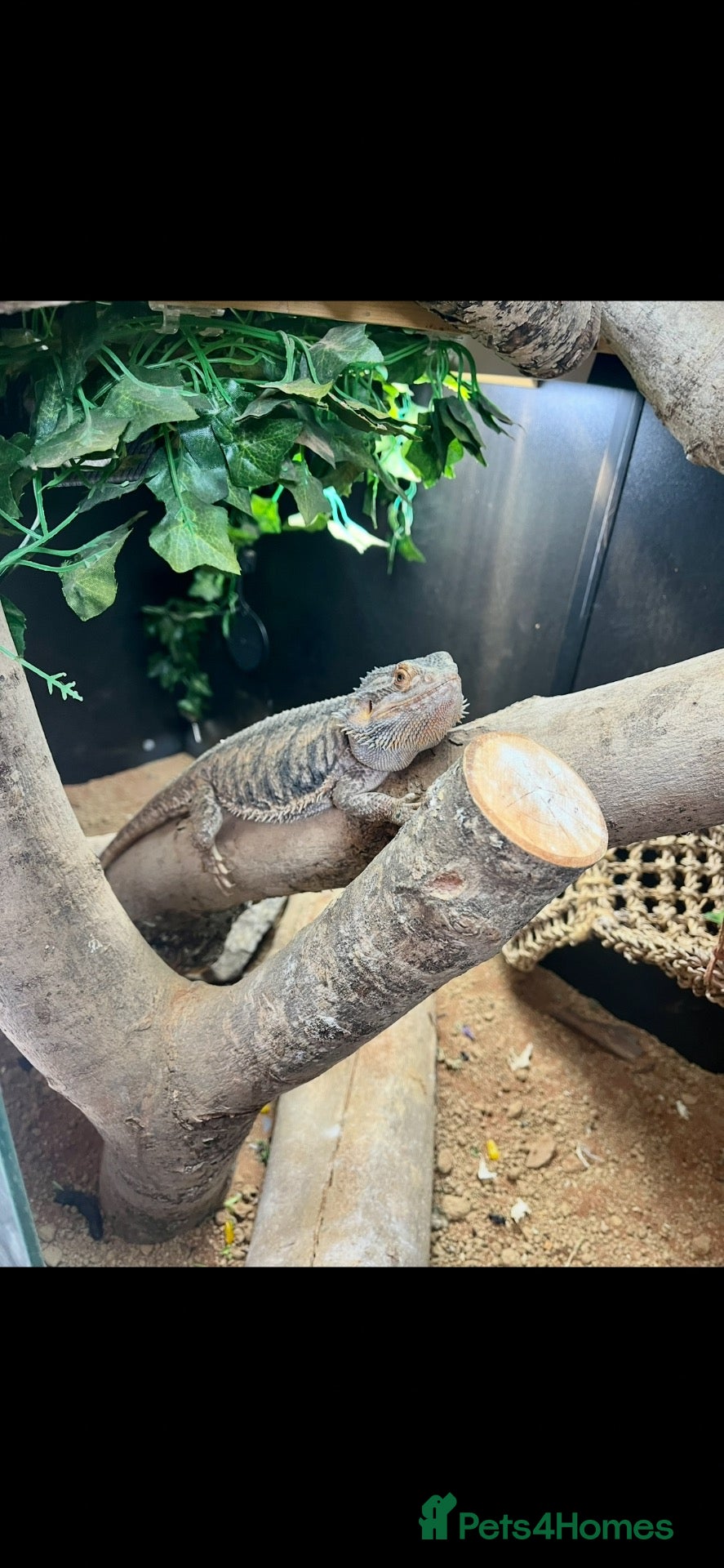 Bearded Dragon reptiles Bearded dragons and fullest up - Advert 1