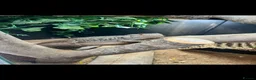Bearded Dragon reptiles for sale: Bearded dragons and fullest up - Advert 1