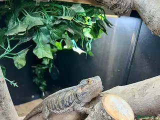 Bearded Dragon reptiles Bearded dragons and fullest up - Advert 1
