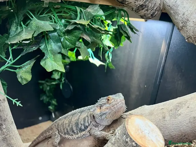 Bearded Dragon reptiles for sale: Bearded dragons and fullest up - Advert 1