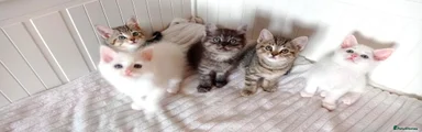 Mixed Breed 5