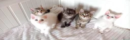 Mixed Breed cats for sale: Beautiful Ragdoll & British Shorthair Mix Kittens  - Advert 3