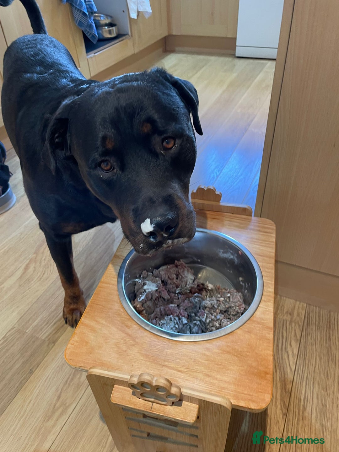 Rottweiler dogs for stud: Rotweiller For Stud - Image 7