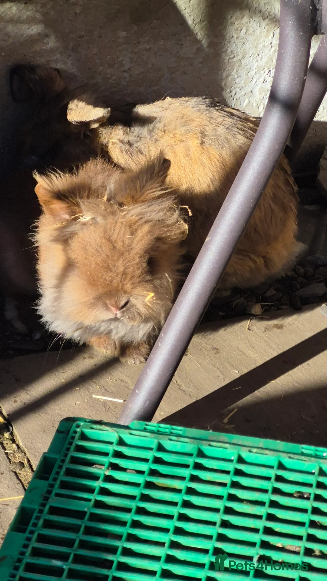 Mixed Breed rabbits for sale: Bonded pair of male rabbits - Advert 1