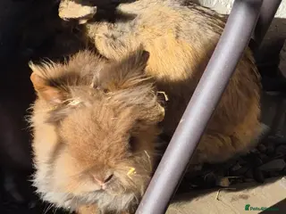 Mixed Breed rabbits Bonded pair of male rabbits - Advert 1