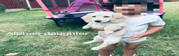 Miniature Dachshund dogs for stud: Perfect cream long haired miniature dachshund stud - Advert 9