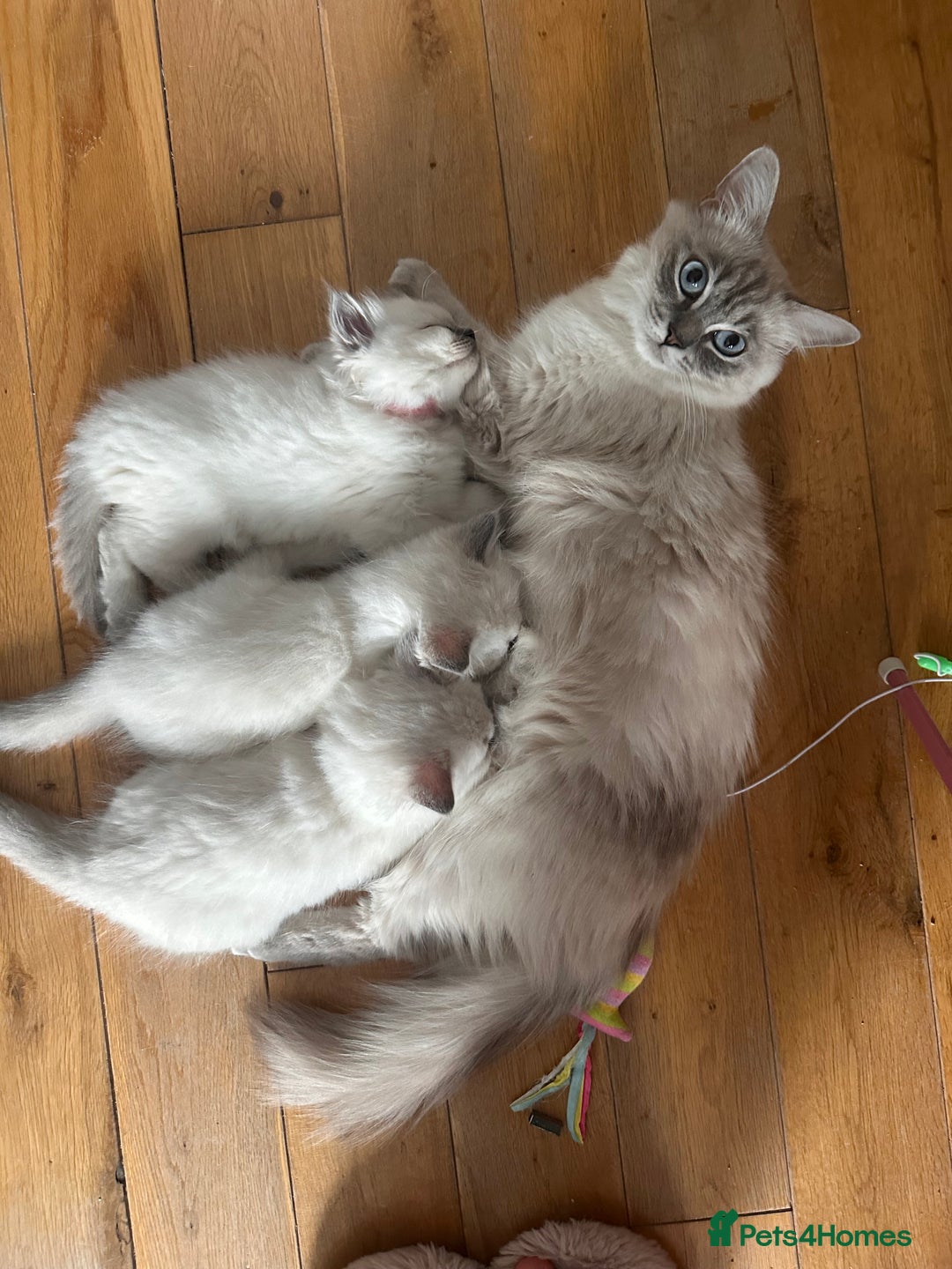 Ragdoll cats for sale: Ragdoll male kitten READY TO GO - Image 8