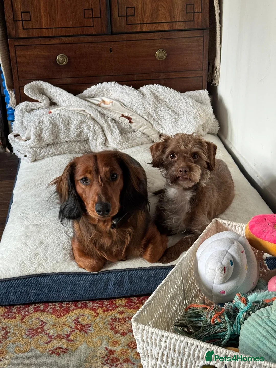 Dachshund dogs for sale: Charlie the Dachshund  - Advert 16