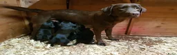 Labrador Retriever dogs for sale: Beautiful Labrador Puppies for Loving Homes - Advert 5