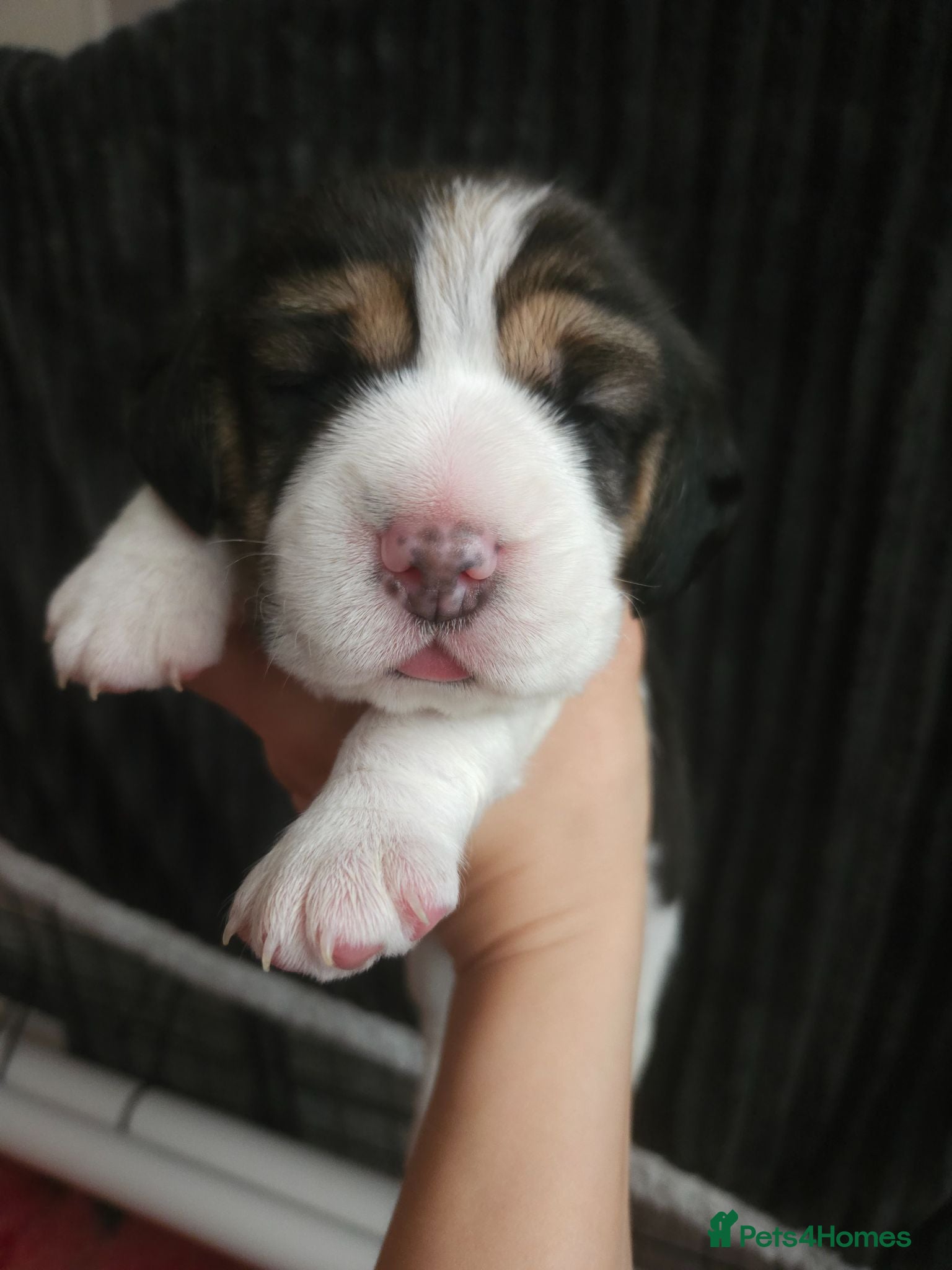 Beagle dogs KC Reg Beagle puppies Champions generation - Advert 15