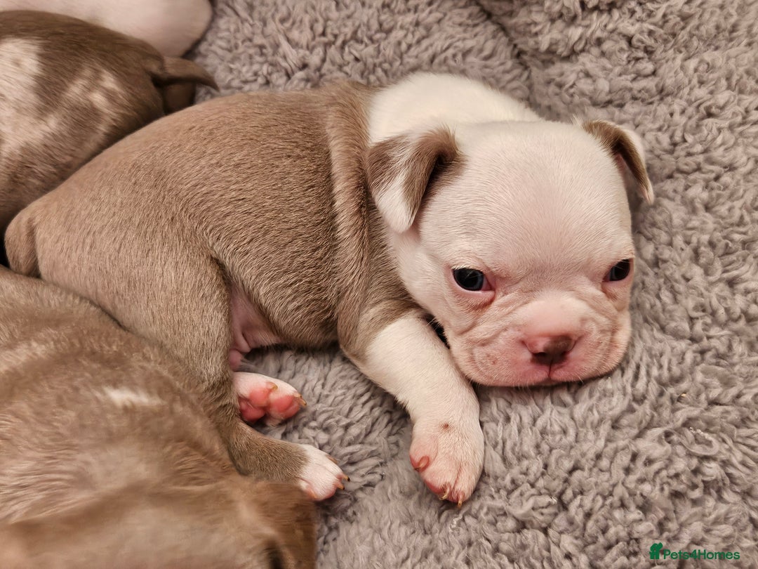Mixed Breed dogs for sale: Last Beautiful Pink Frenchton Boy Pup Available  - Image 33