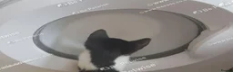 Mixed Breed cats for sale: Adorable kitten looking for a loving home. - Advert 5