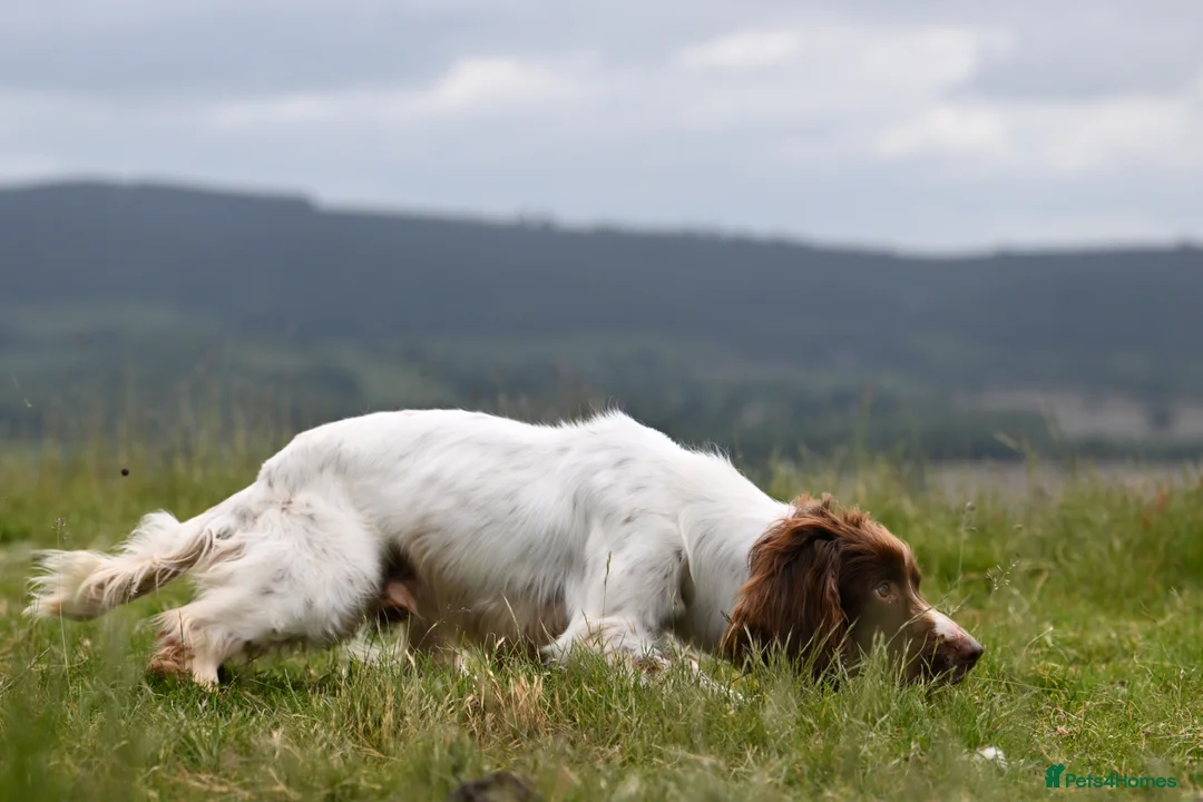 English Springer Spaniel dogs for stud: FTCH Heathcroft Declan of Breckmarsh - Stud in Kidderminster - Advert 2