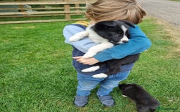 Border Collie dogs for sale: Pedigree Border Collie Puppies in Northampton - Image 3