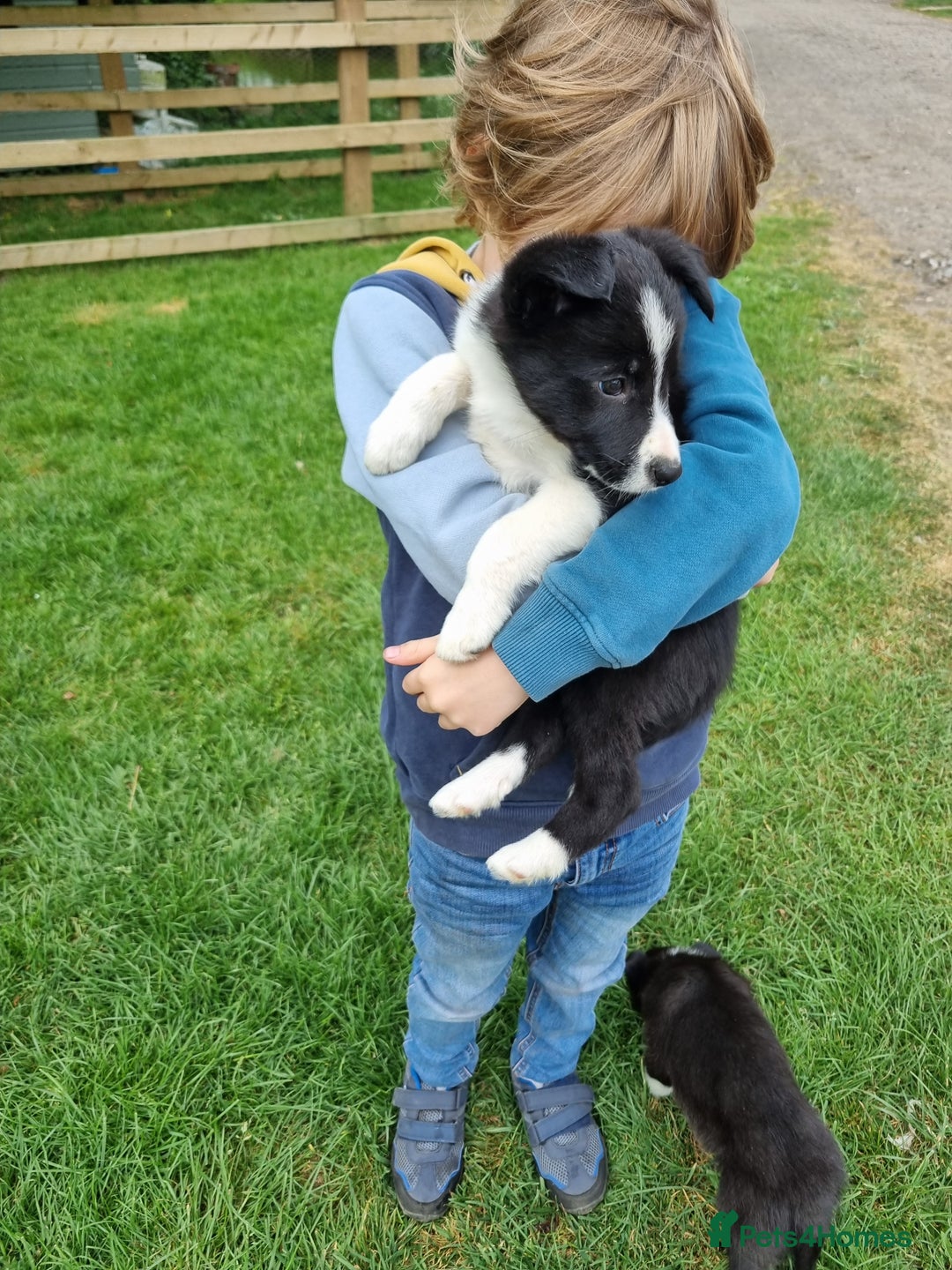 Border Collie dogs for sale: Pedigree Border Collie Puppies in Northampton - Image 3